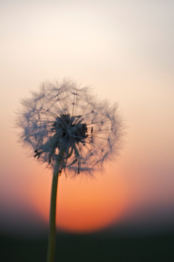 Wispy dandelion flower in silhouette against the sunset in the background.