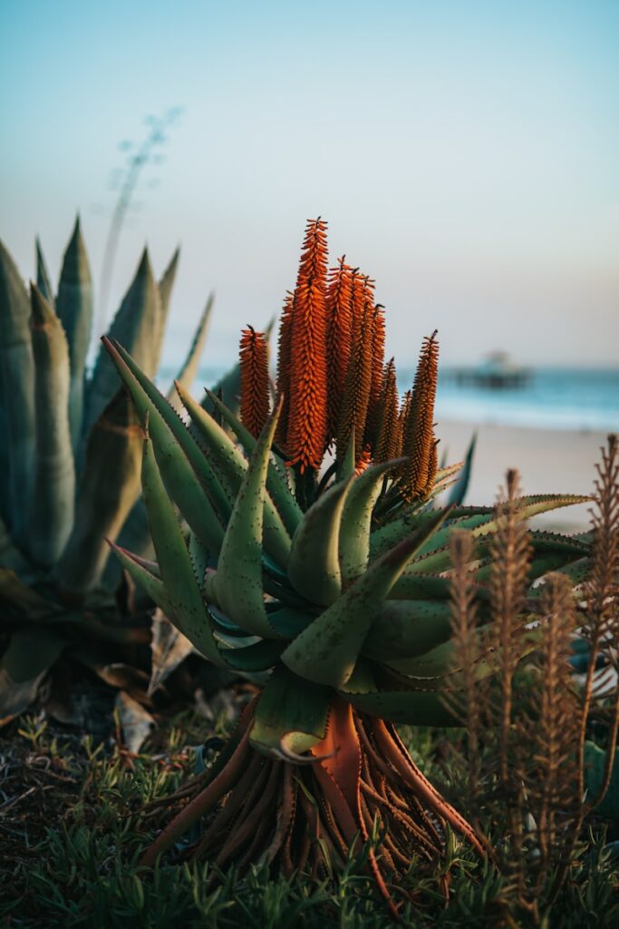 Green aloe plant with reddish-brown flowers growing near a beach.