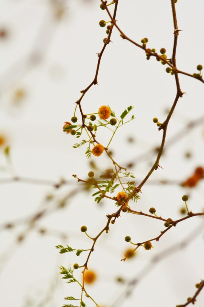 Macro photograph of new blooms of brown-orange flowers growing on a hanging branch.